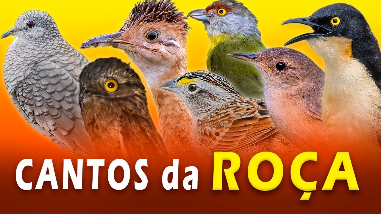 10 CANTOS de AVES DA RO&Ccedil;A | AVES que marcaram sua INF&Acirc;NCIA no S&Iacute;TIO!