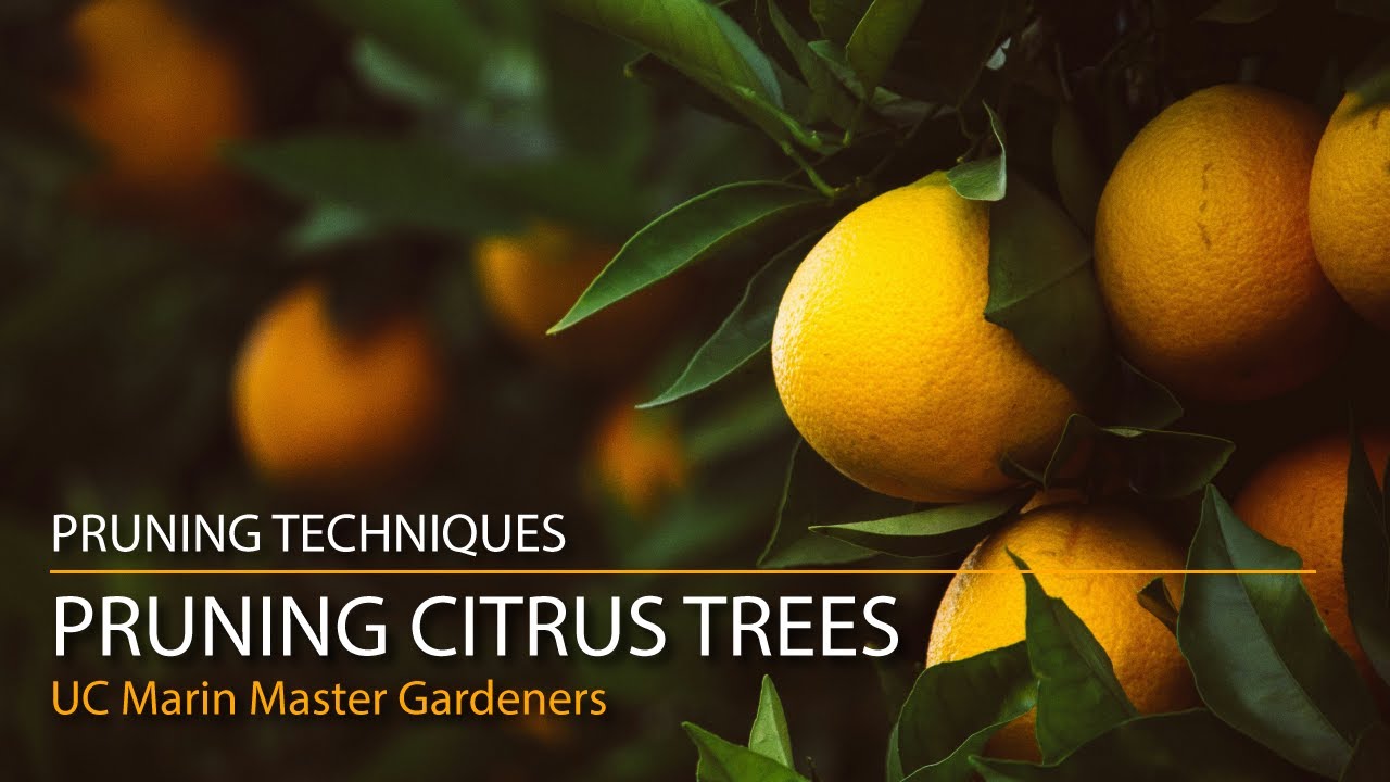 Pruning Citrus Trees: Lemons, Limes, Oranges and More