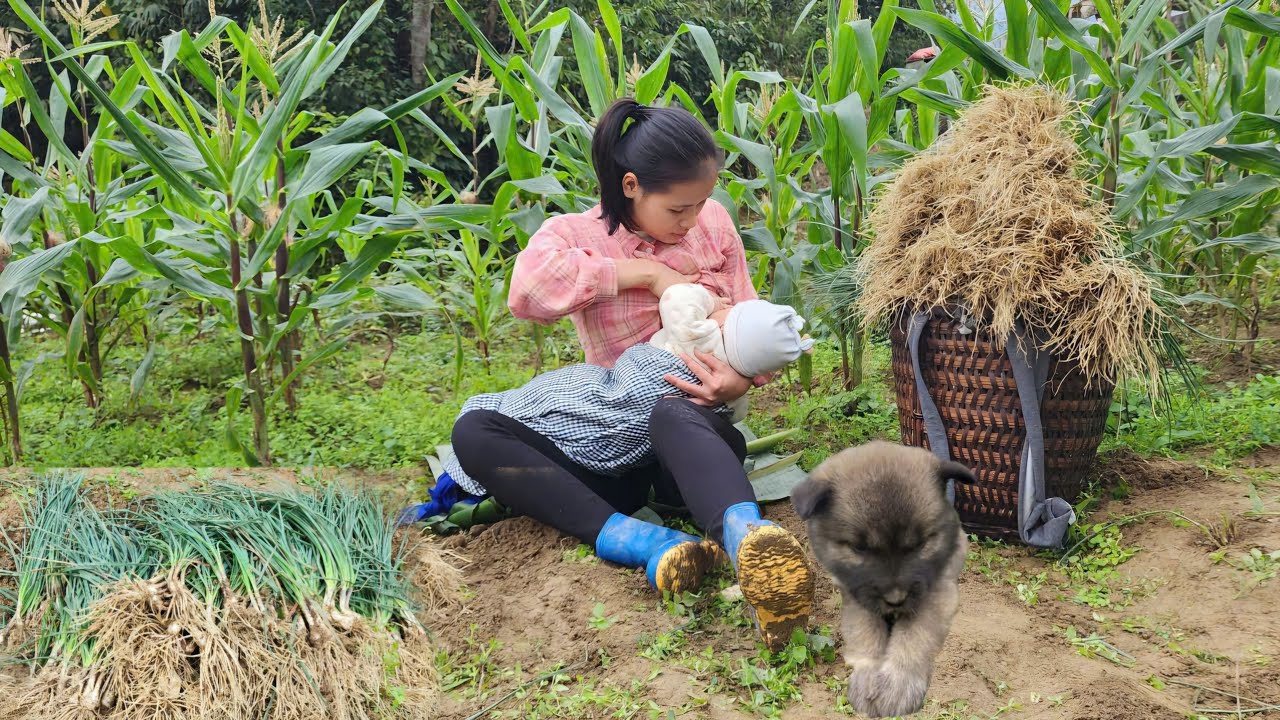 Single mother harvesting shallots to sell on way home accidentally came across an abandoned puppy.