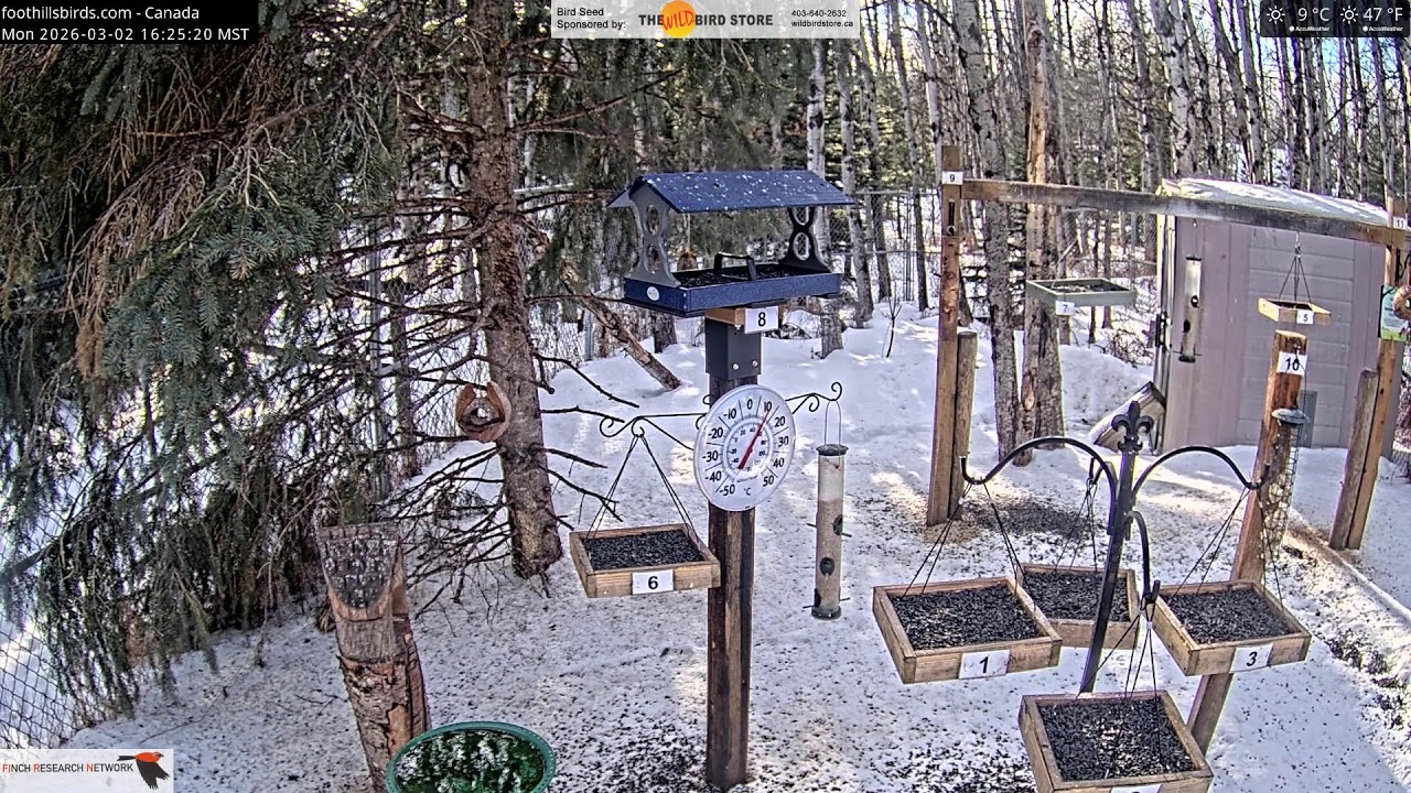 2026-03-02 - Foothills Birds - Foothills, AB - Live Stream Bird Feeder Cam (FiRN)