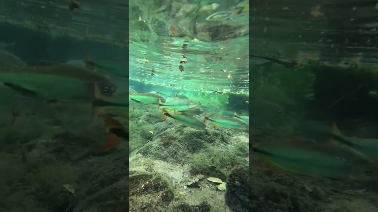 Sucuri&uacute; River Bonito Brazil #brasil #fish #bluewater #beautiful