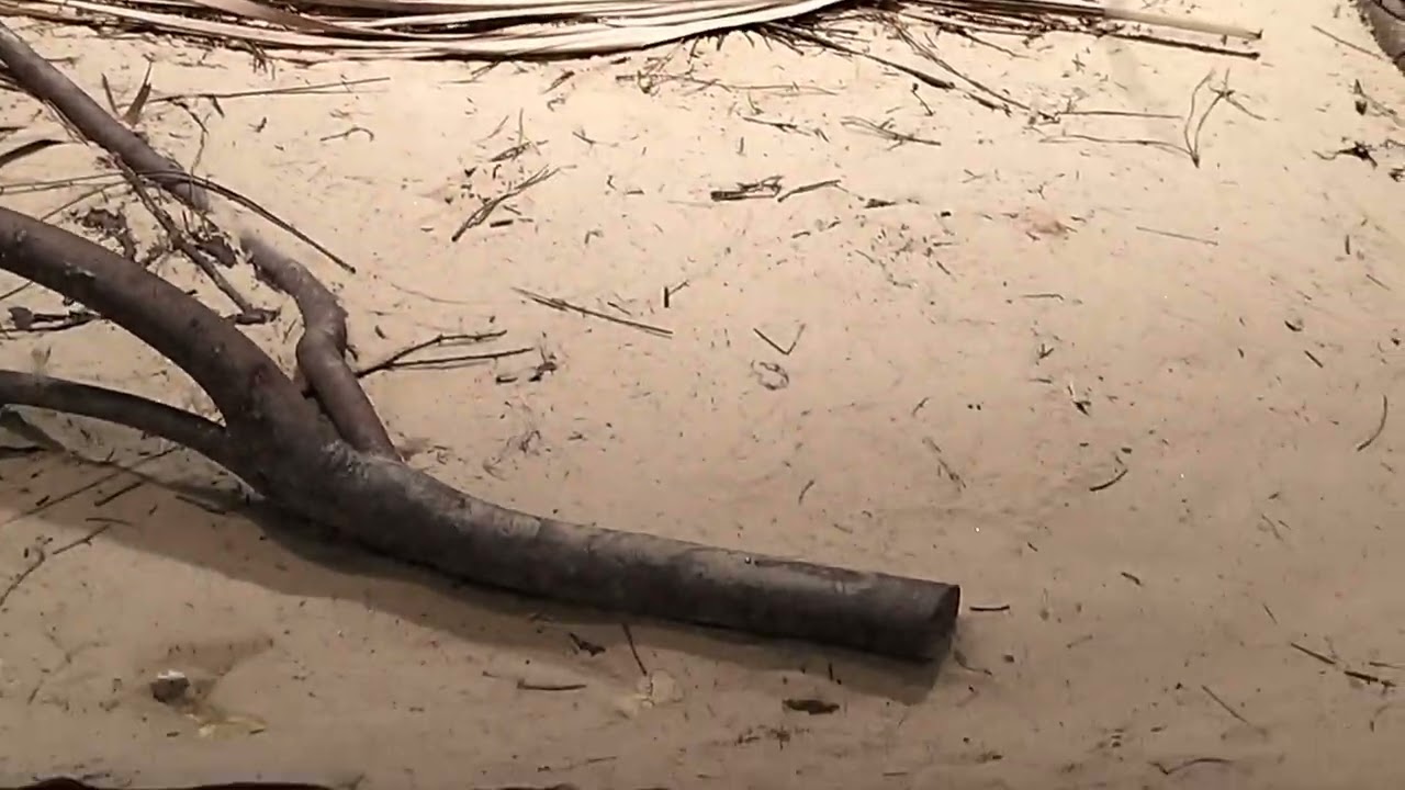 Ezra's Animals 01 - Diamondback Rattlesnake