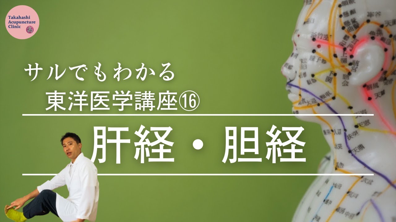 【肝経・胆経の走行特徴】【サルでもわかる東洋医学講座⑯】