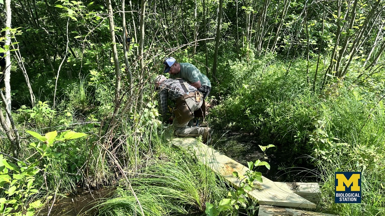 UMBS Stewards Build Boardwalk Along Gorge Trail