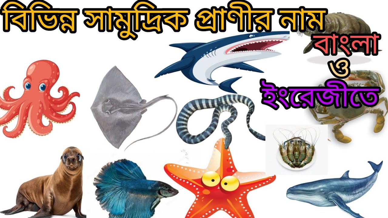বিভিন্ন সামুদ্রিক প্রাণীর নাম/সামুদ্রিক প্রাণীর নাম বাংলা ও ইংরেজিতে/Sea Animals