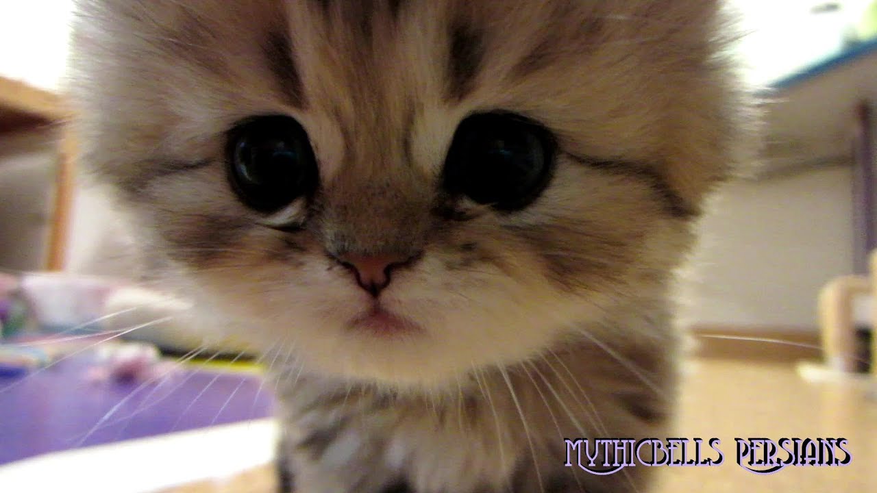 12 07 02 A bugs eye view of Persian kittens--the K litter