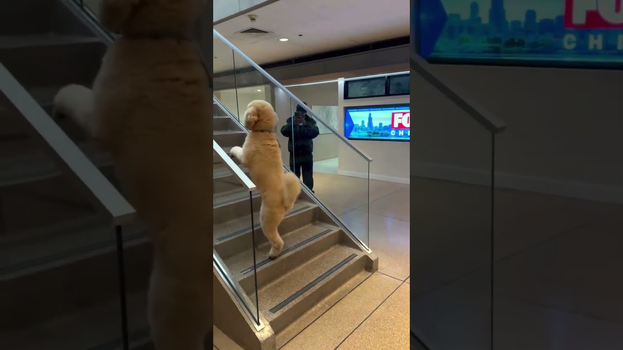 This Dog Walks Just Like a Human 🤯(@pappythepoodleofficial)