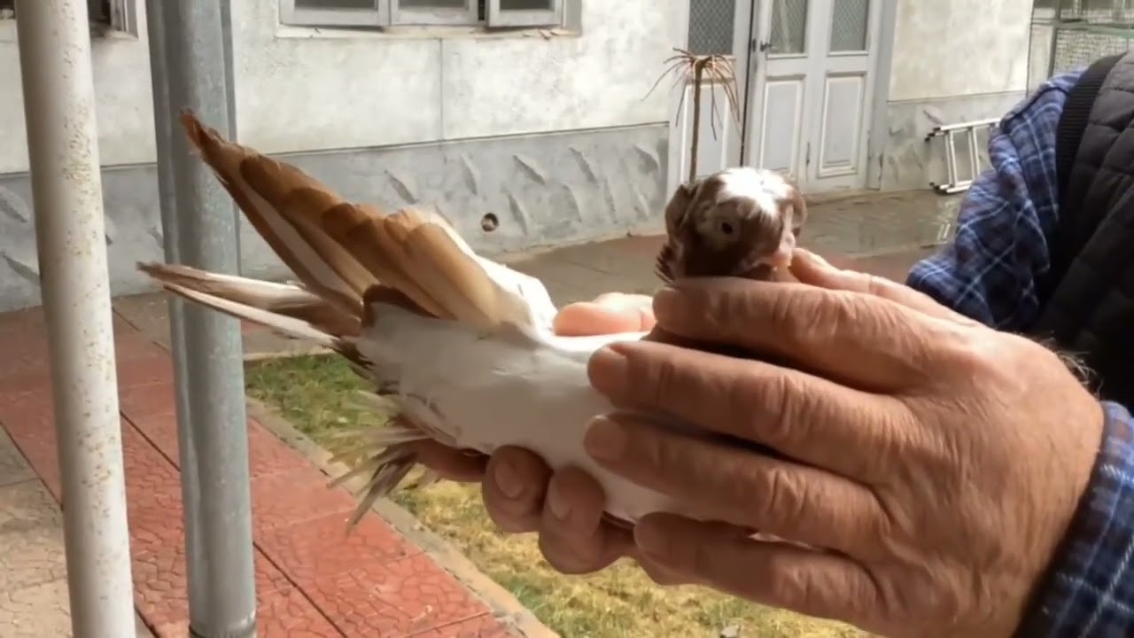 Голуби на продажу +998983003880