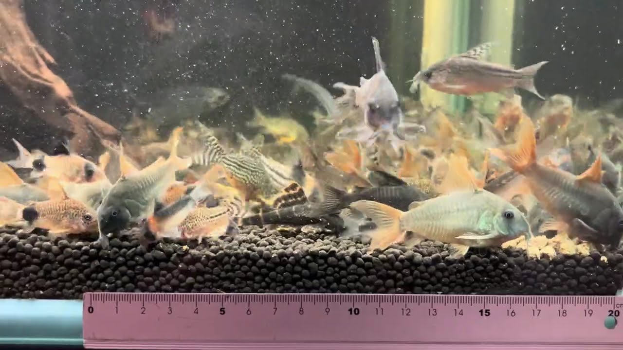 #9　2024.10.25　どじょう養殖研究所　グロウ　Ｆ（沈降性、ペレットタイプ）餌あげすぎた動画（●＾o＾●）水は濁るがみんな元気（アルタムエンゼル 5匹　コリドラス 100匹　過密水槽・備忘録）
