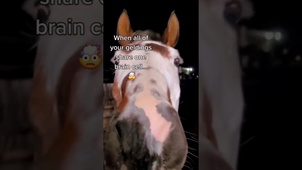 My three Geldings are not the smartest horses... especially the last one. 🤯🤣 #geldings #funnyhorse