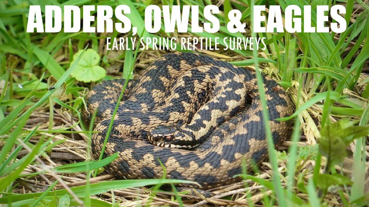 ADDERS, EAGLES & OWLS | Reptile Surveys - Spring 2025