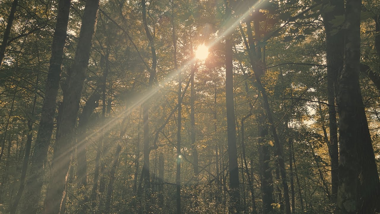 Liminal Soundscapes: Tranquil Appalachian Forest 🌲 - Birds, Bugs, and Gentle Breezes 🌿