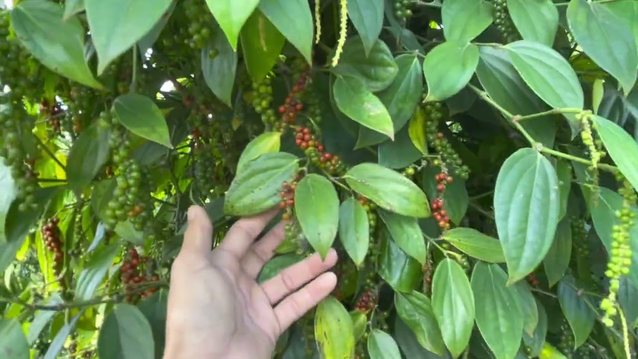 Bắt đầu vào mùa khô nên tưới cây tiêu lớn đế dưỡng cây và đạt dem  