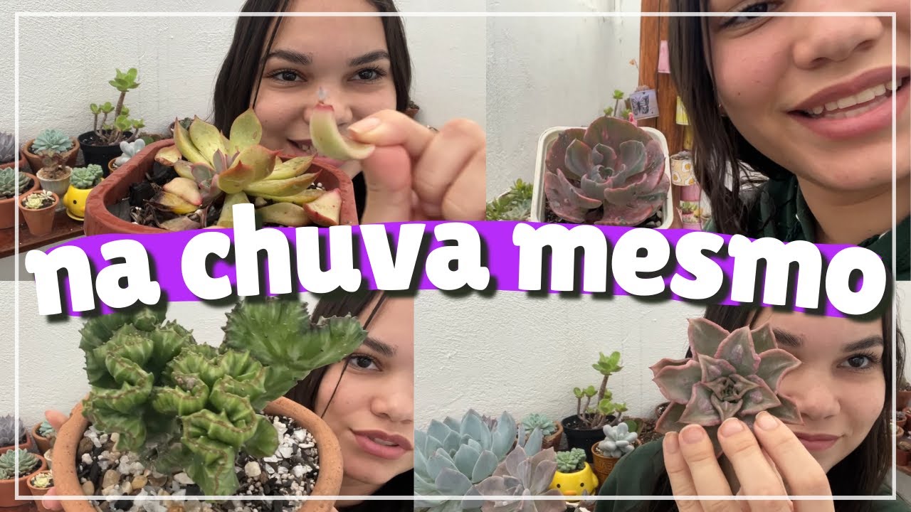 A chuva não para! Dia chuvoso com as suculentas