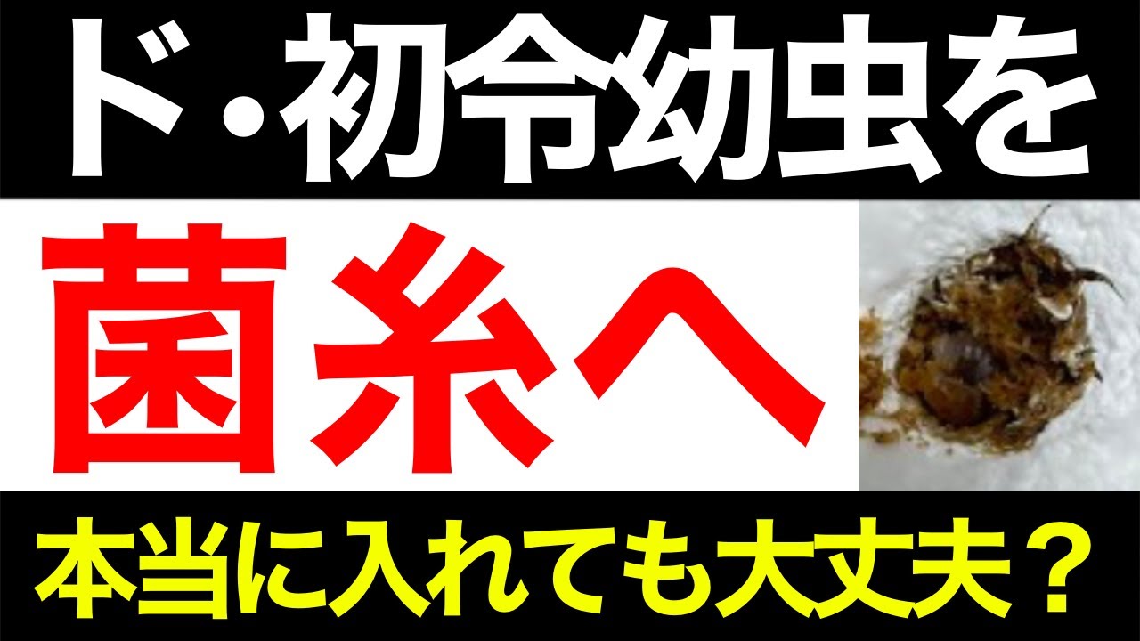 孵化したての幼虫を菌糸へ入れても大丈夫？【考察編】