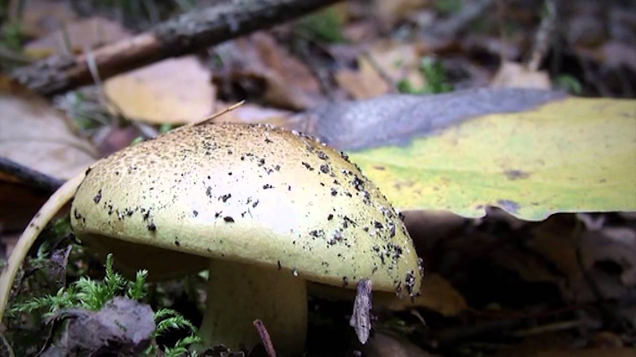 Cichy zabójca na polskich stołach [Kontrowersje]