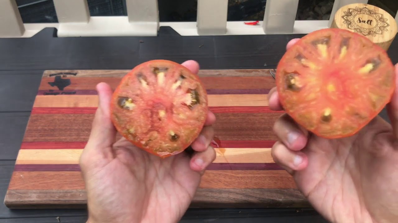 Variety Spotlight: Thorburn's Terra Cotta Tomato
