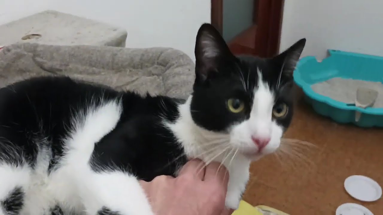5 Minuti Di Immersione In Mezzo Ai Gatti #cat #catlovers #catenergy #funnycats #hilariouscats