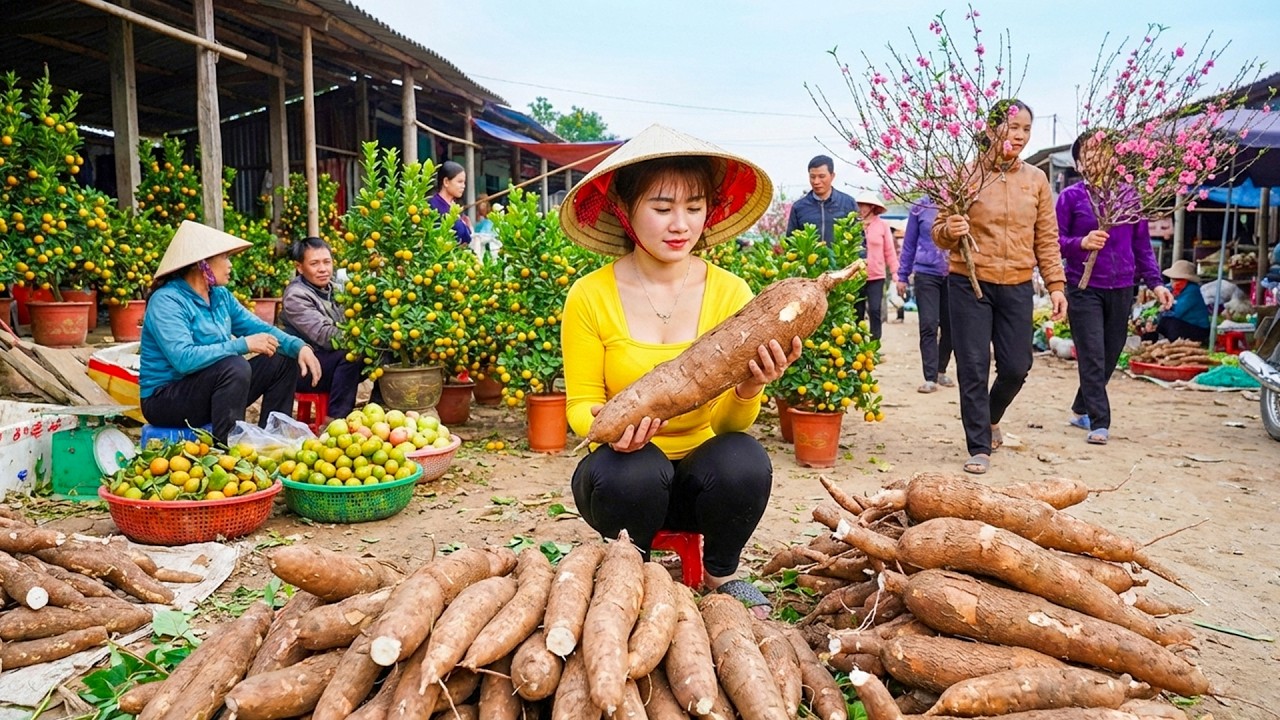 Harvest Cassava, Singulaw, Farm-to-Table Foods | Use Trucks To Transport Go To Market Sell