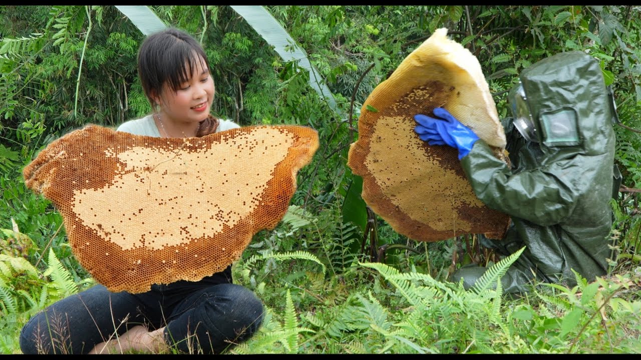 Gifts from nature. Make money from giant wild beehives