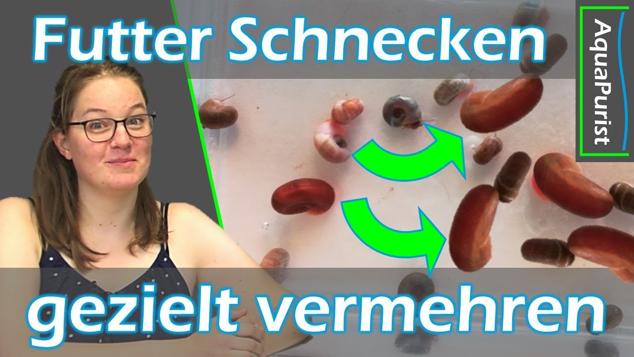 Sehr schnell viele gesunde Schnecken züchten? - So funktioniert es!