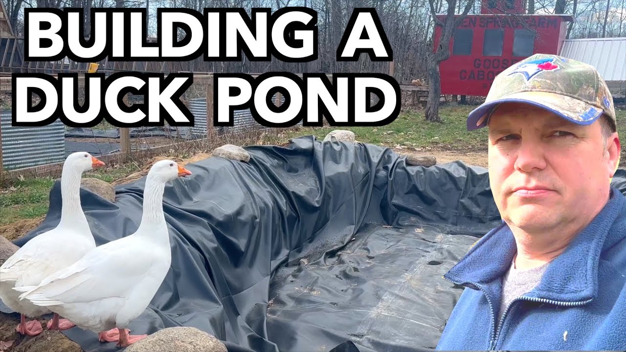 These Ducks Deserve a Pond - Farm Vlog