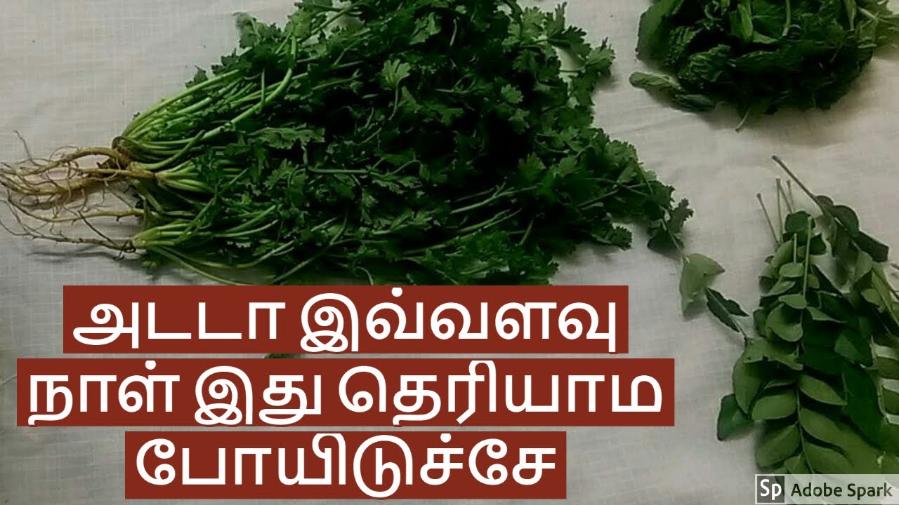மல்லி,புதினா & கறிவேப்பிலை கெடாமல் வைப்பது எப்படி/How to store Coriander,Mint & Curry leaves/TIPS
