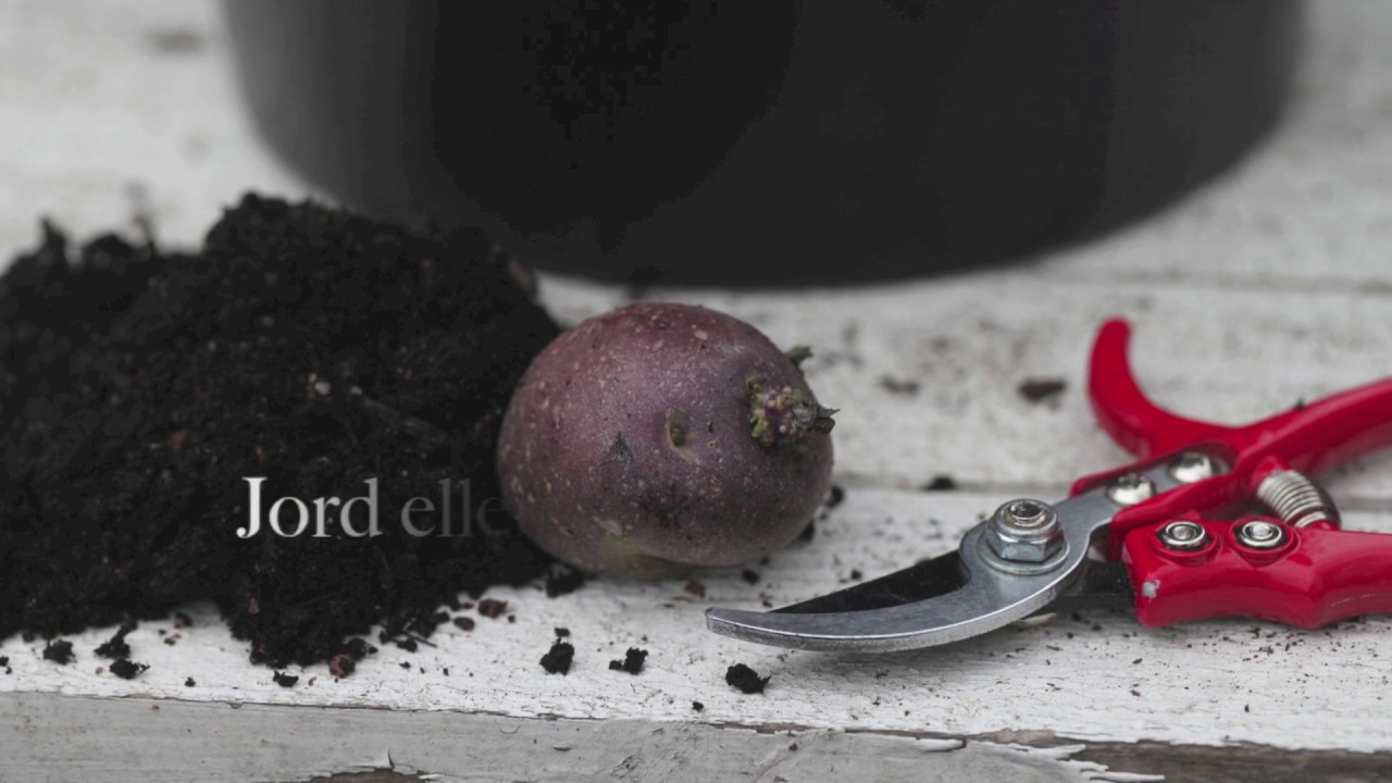 Odla potatis i hink - potatishinkar potatishink 2 knep f&ouml;r att f&aring; st&ouml;rre sk&ouml;rd
