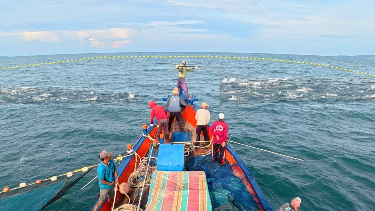 purse seine, this is how fishermen catch fish in the sea