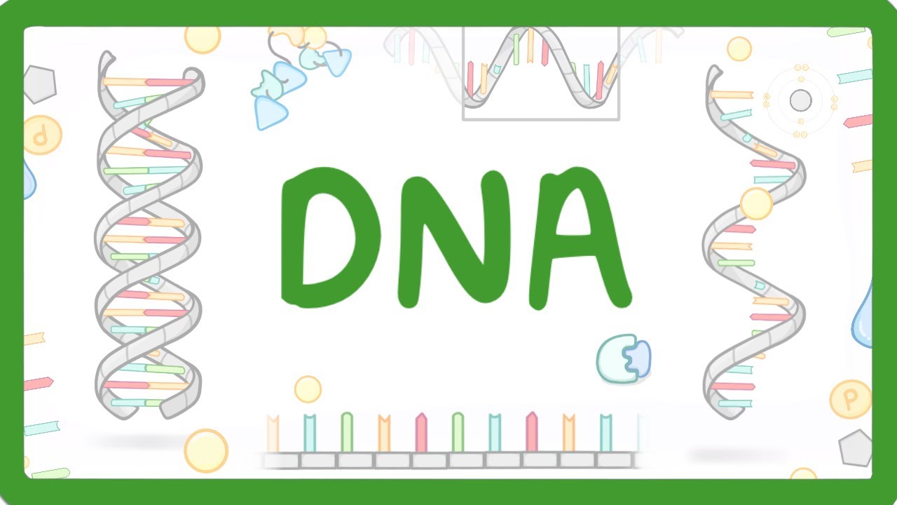 GCSE Biology - What is DNA? (Structure and Function of DNA)