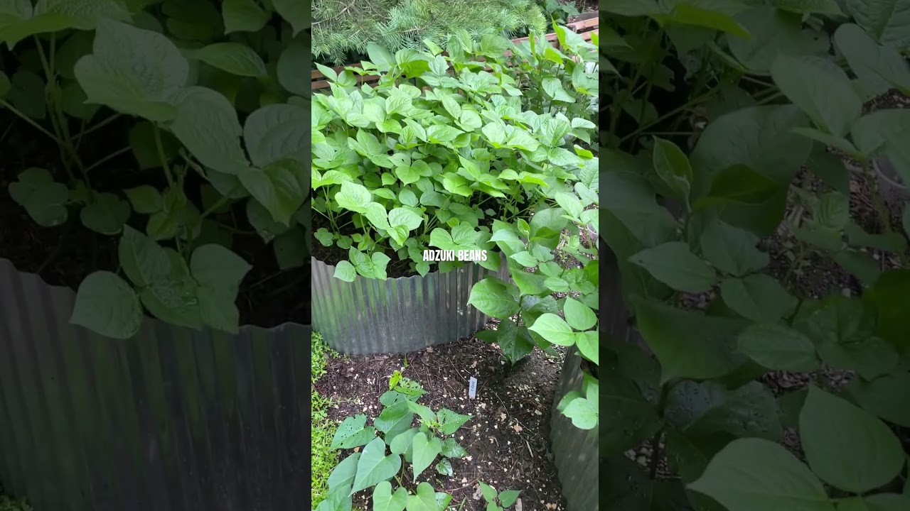 Well Growing Adzuki Beans