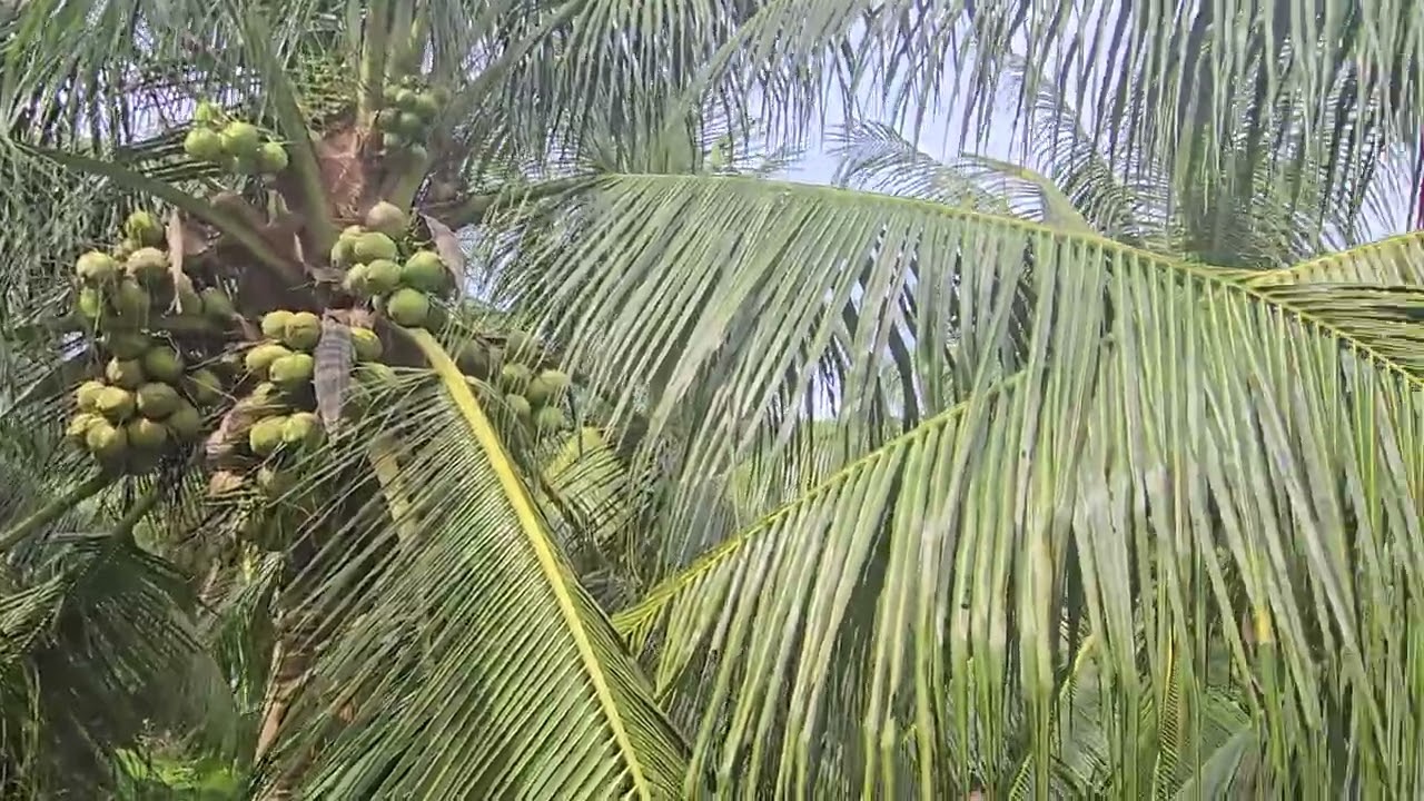Genjah Hijau produksi melimpah