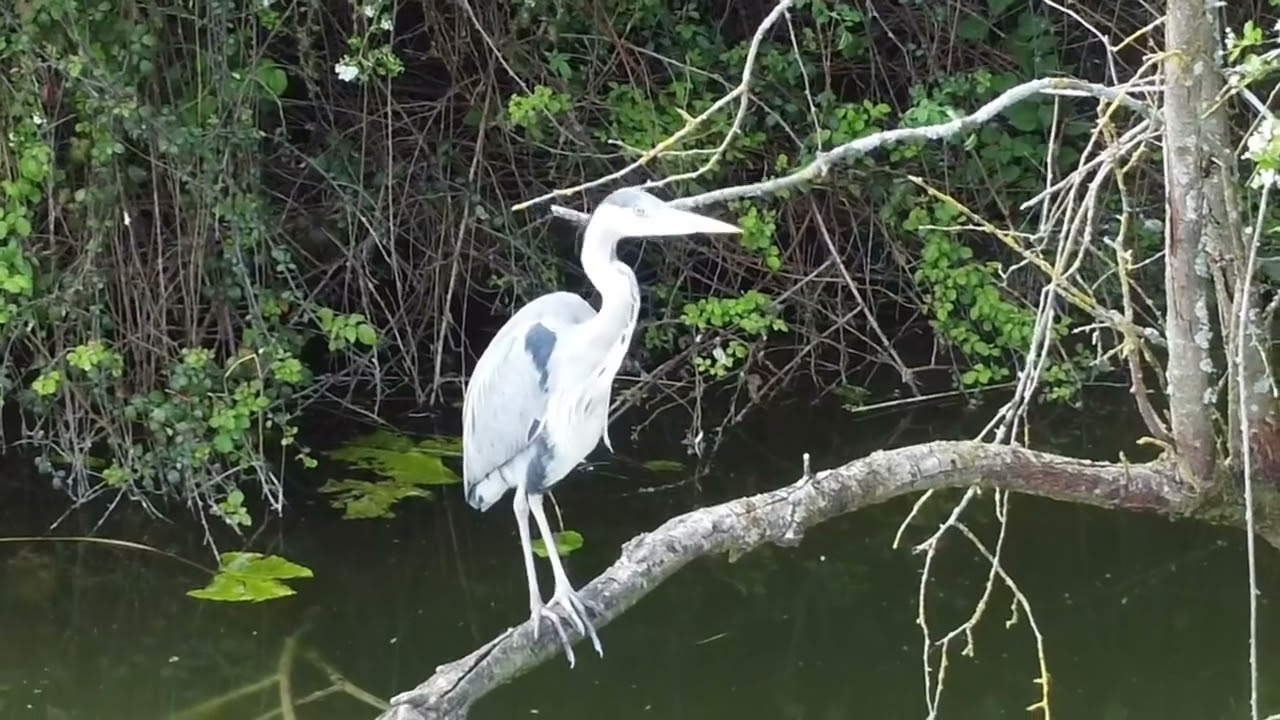 Ely roswell pits (drone footage)