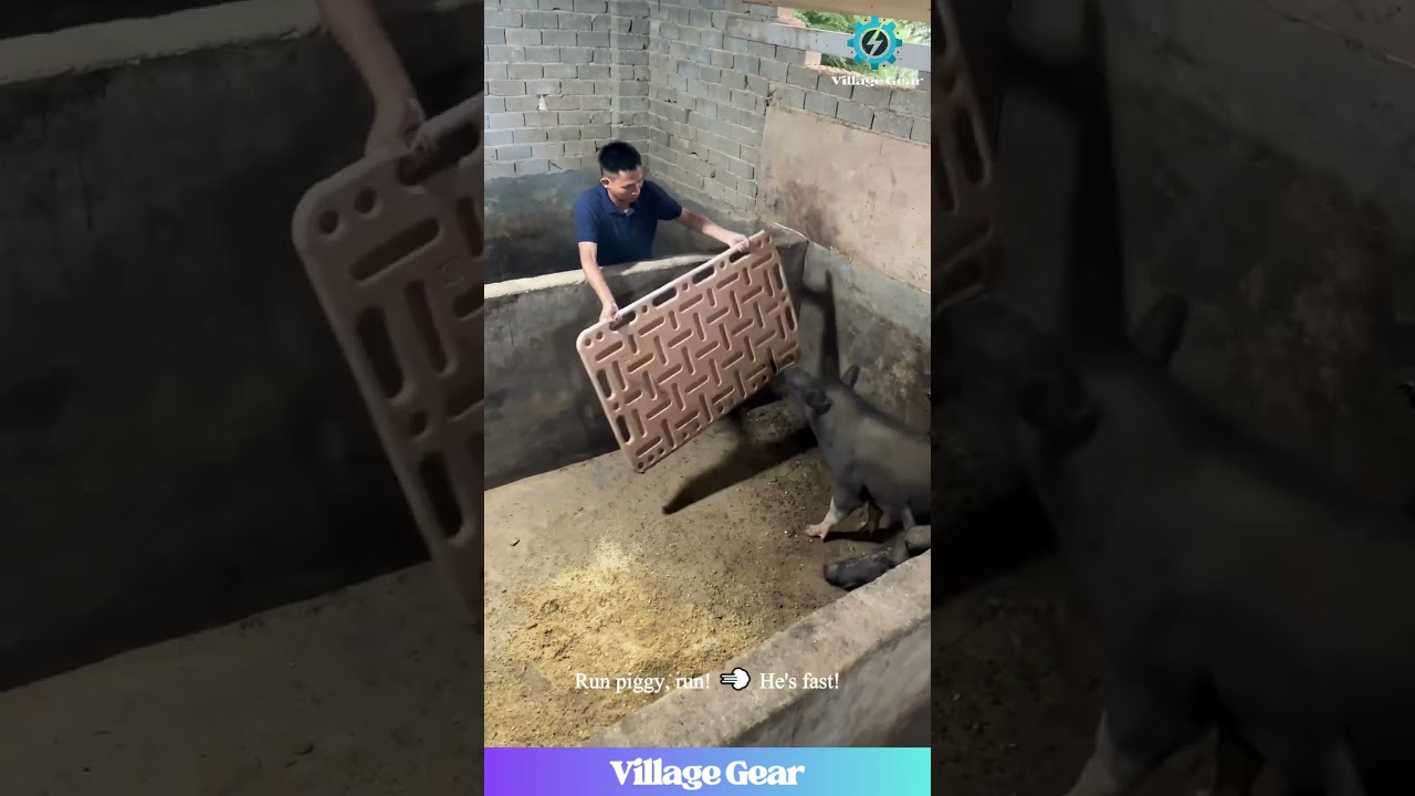 This Pig Chase is My New Favorite Olympic Sport! 🐷🏆😂 #pig #funny #farm #chase #olympics