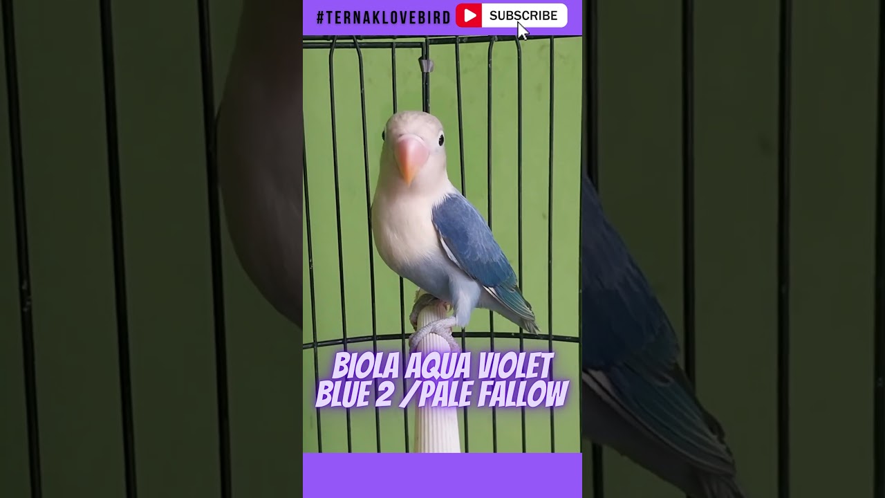LOVEBIRD WARNA UNGU YANG CANTIK #shorts