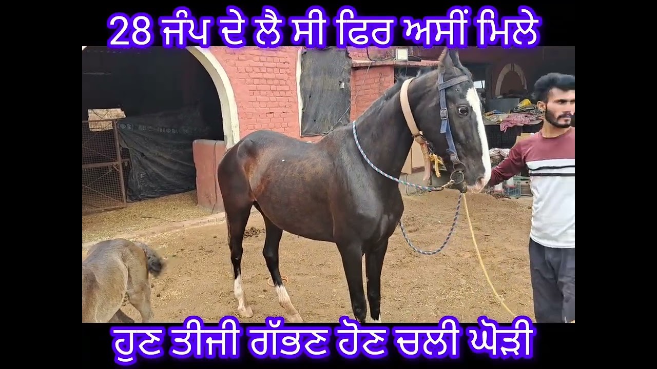 28 ਜੰਪ ਦੇ ਲੈ ਸੀ ਫਿਰ ਅਸੀਂ ਮਿਲੇ ਹੁਣ ਤੀਜੀ ਗੱਭਣ ਹੋਣ ਚਲੀ ਘੋੜੀ