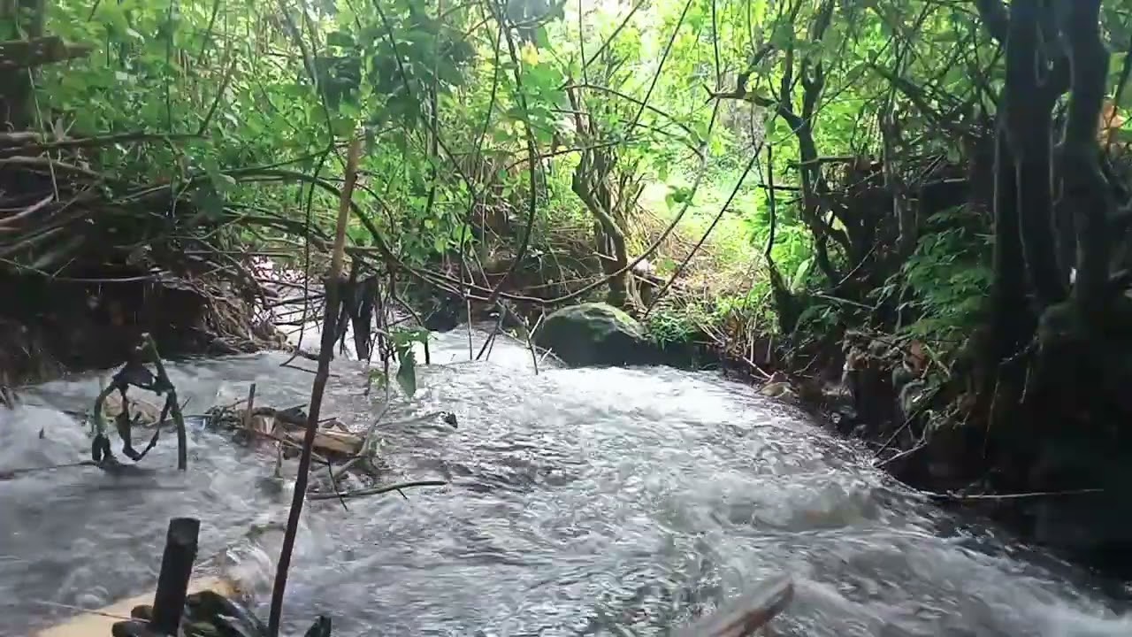 Fall Asleep Fast with Soft Evening Forest River Ambience for Sleep | Natural White Noise