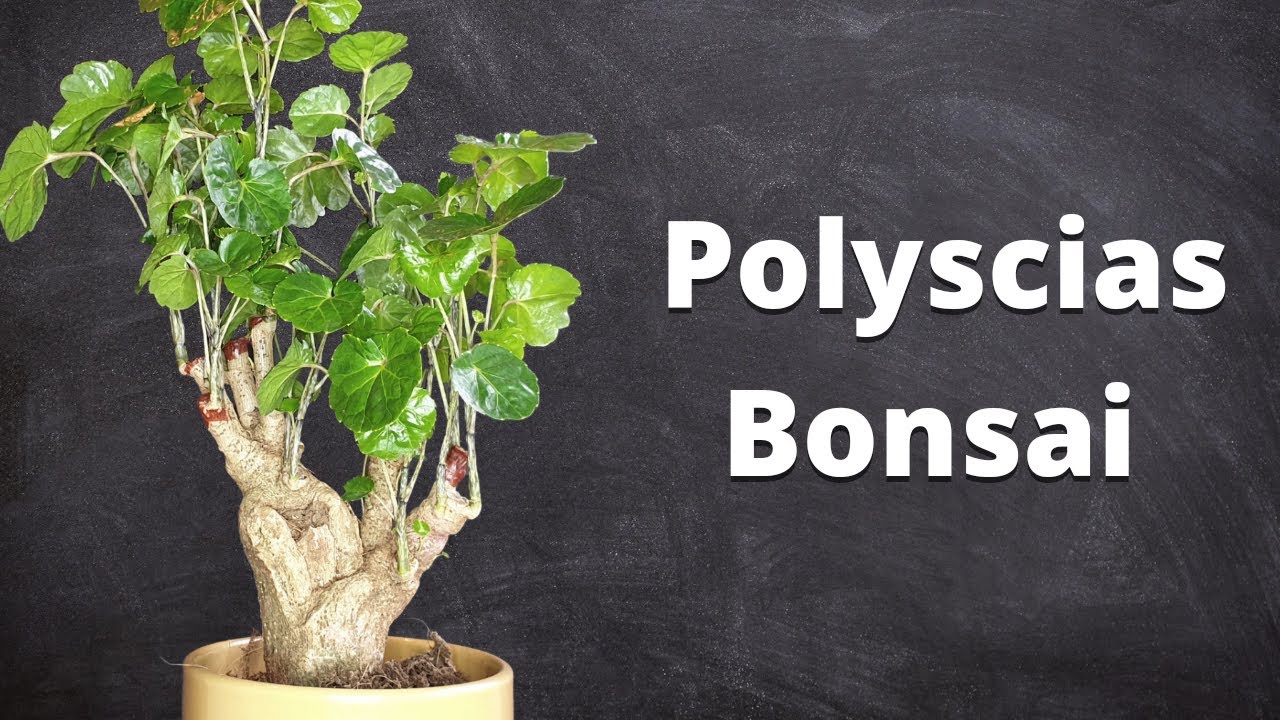 Polyscias Bonsai Material - Enormous Trunk!