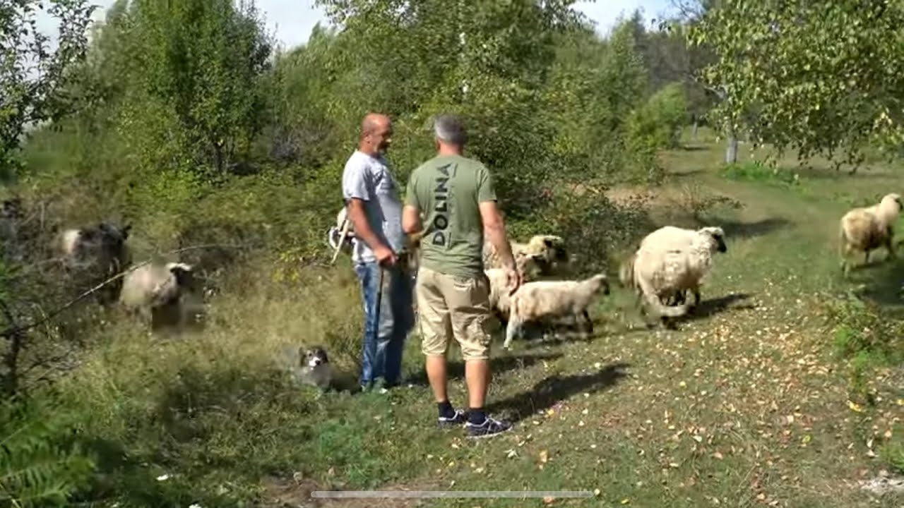 JEDINO JOSIP I NJEGOVE OVCE ŽIVE SAMI U SELU BADNJE