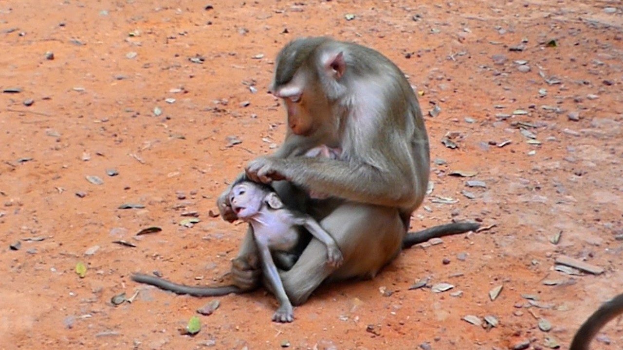 reaction Baby in Amber group try to stay around Mom loy in Family Loy !