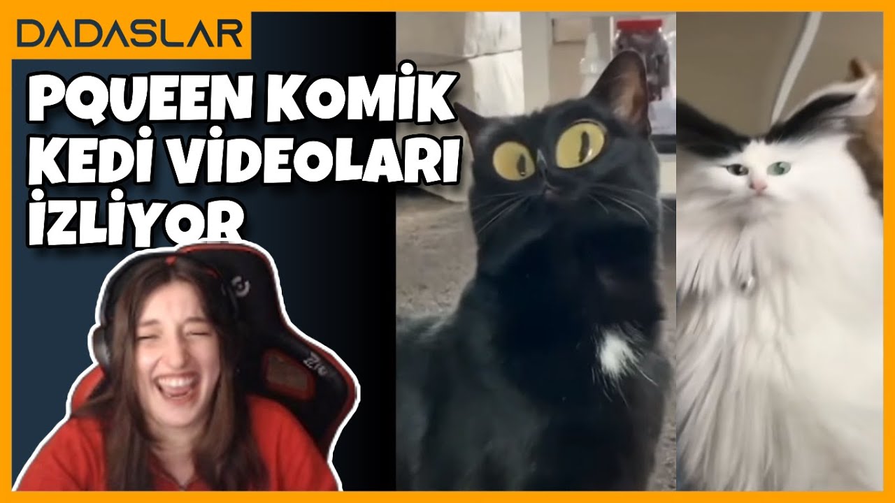 Pqueen - Aşırı Komik Kedi Videoları İzliyor !