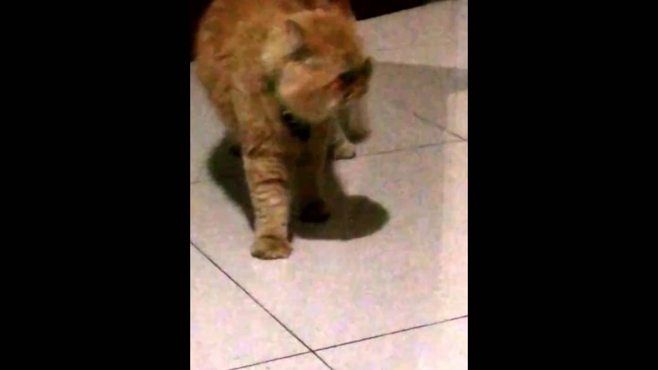 Male cat singing to attract female, Funny!! (Cat opera)