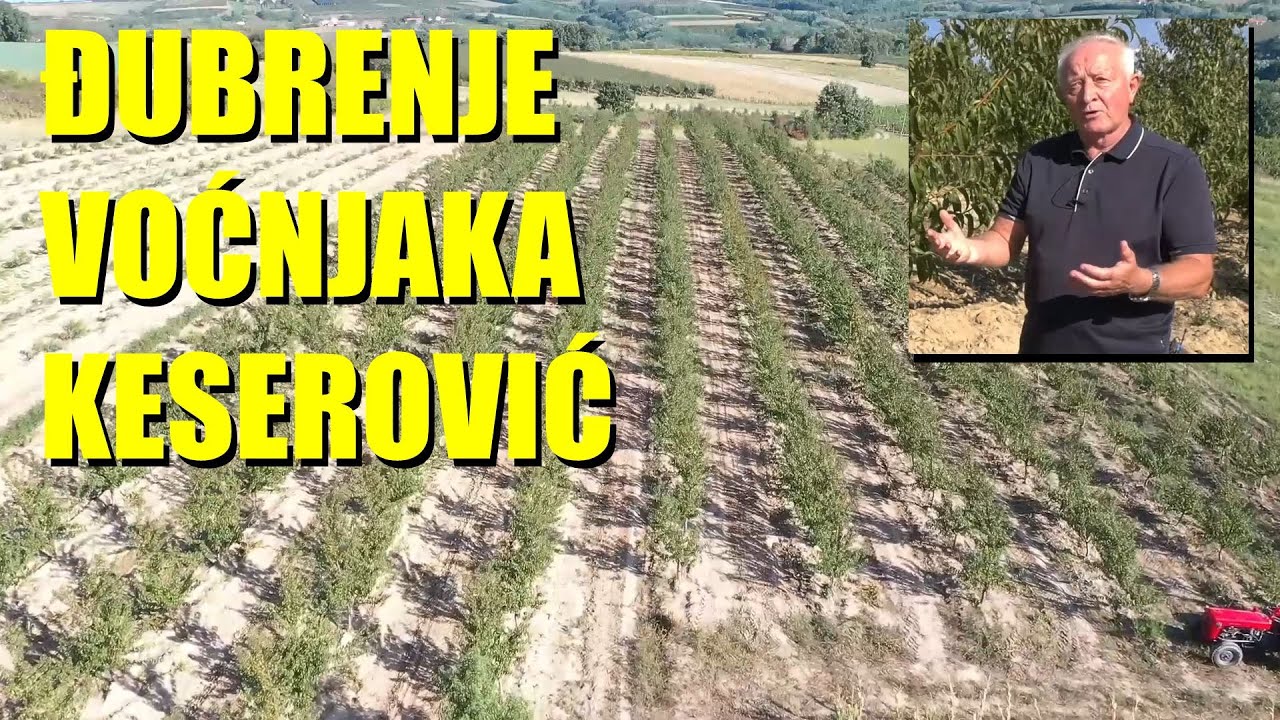 Djubrenje u VOĆARSTVU - šta ima a šta nema smisla ?