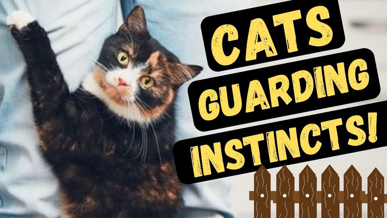 Why Cats Are Protective Of Those They Love