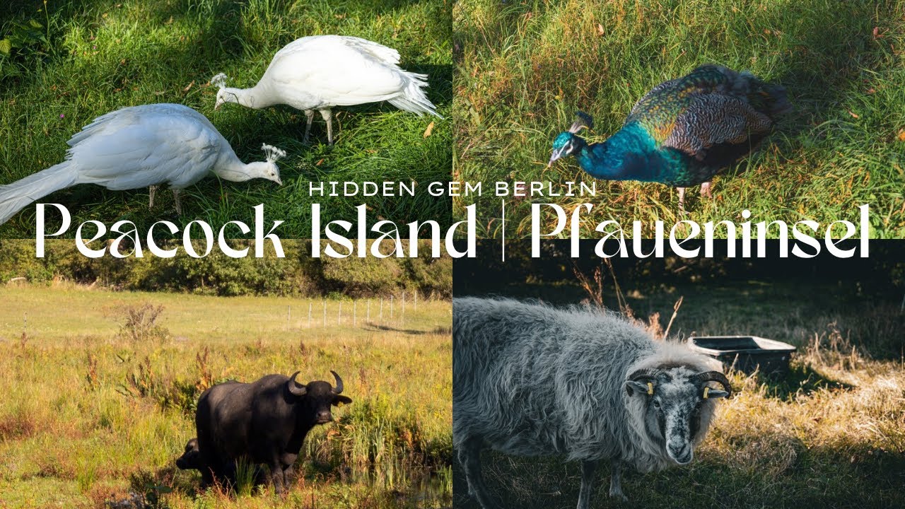 Pfaueninsel Berlin 🦚 | Cozy Walk, Schloss, Peacocks & Hidden Gem