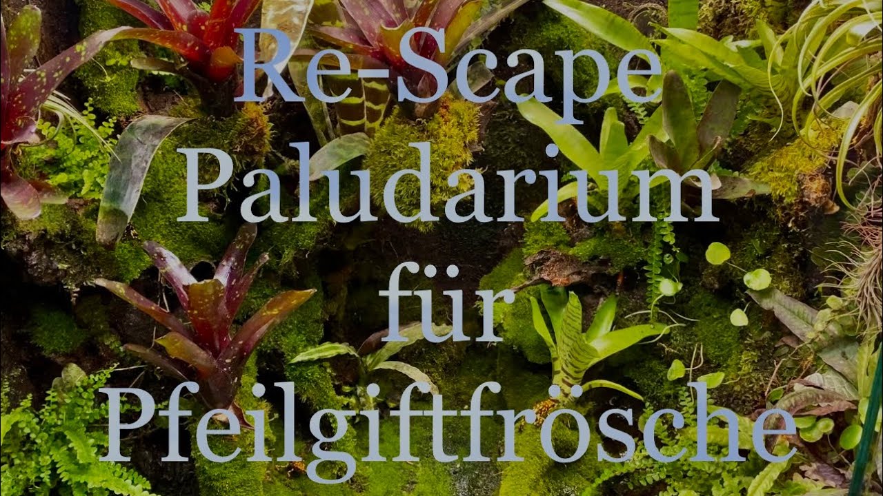 Re-Scape Regenwald Paludarium für Pfeilgiftfrösche