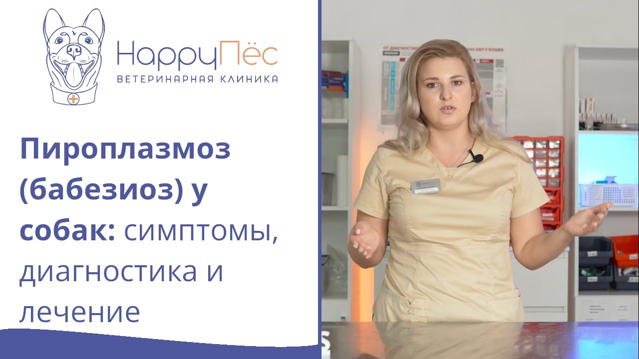 Пироплазмоз (бабезиоз) у собак: собаку укусил клещ, что делать