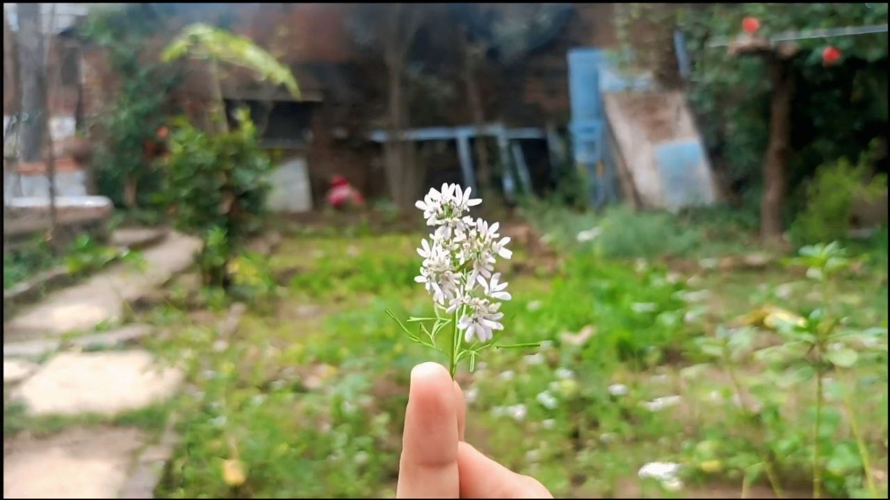 Aapke lie Fool 🙂🌻