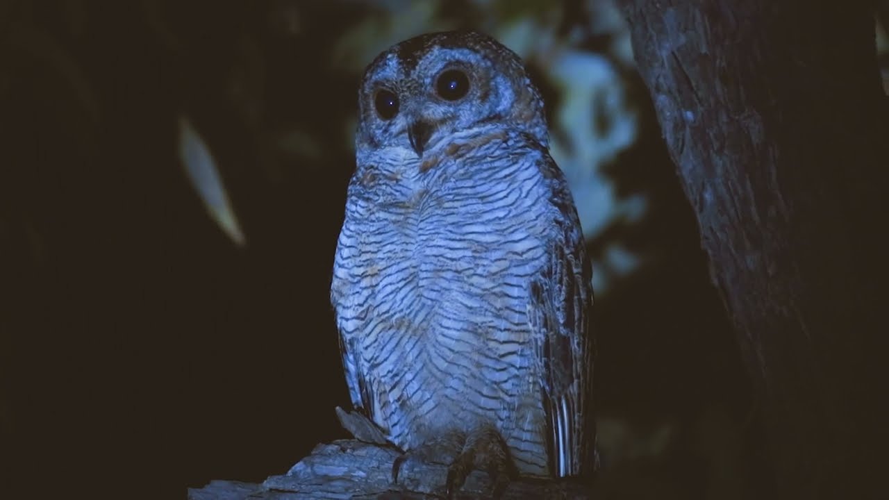 Mottled Wood Owl - Tadoba Andhari Tiger Reserve