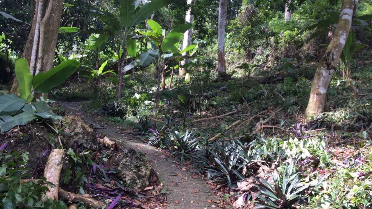 Surviving The Future - Starting Year Round Organic Survival Farm Dominican Republic